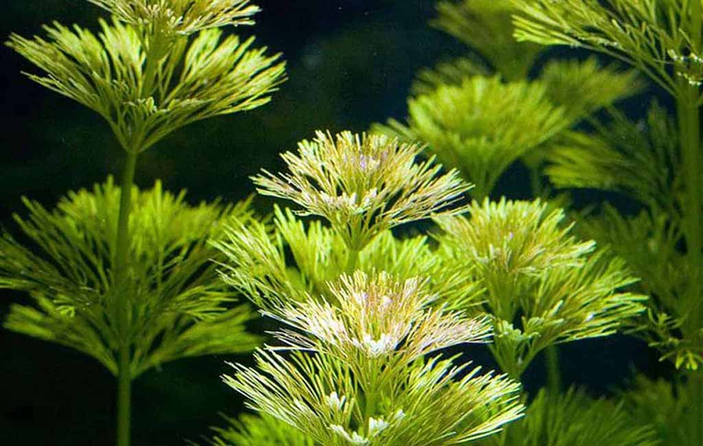 Limnophila Sessiliflora vs. Cabomba Caroliniana