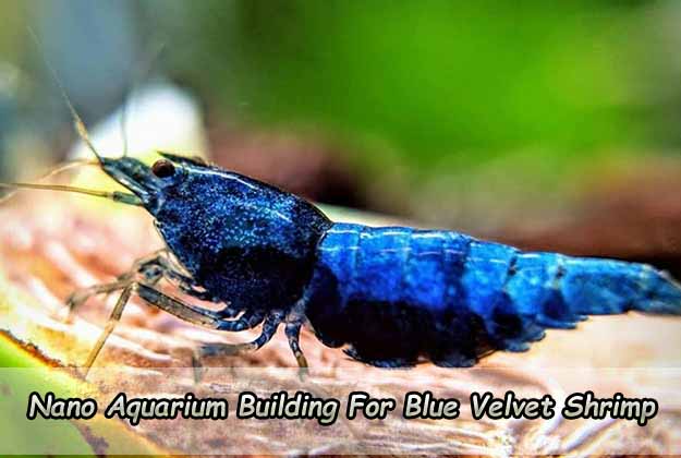 Nano Aquarium Building For Blue Velvet Shrimp