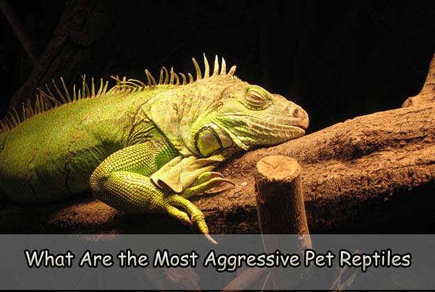 What Are the Most Aggressive Pet Reptiles