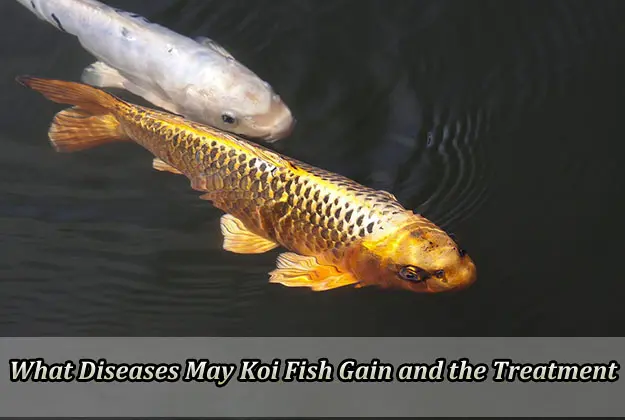 What Diseases May Koi Fish Gain and the Treatment