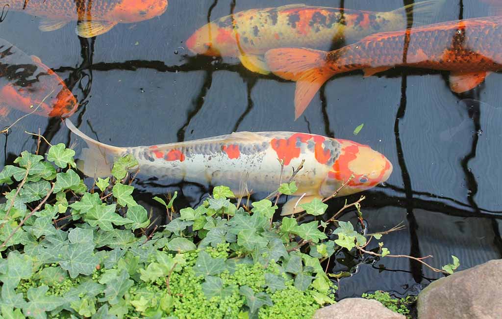koi fish diseases treatment