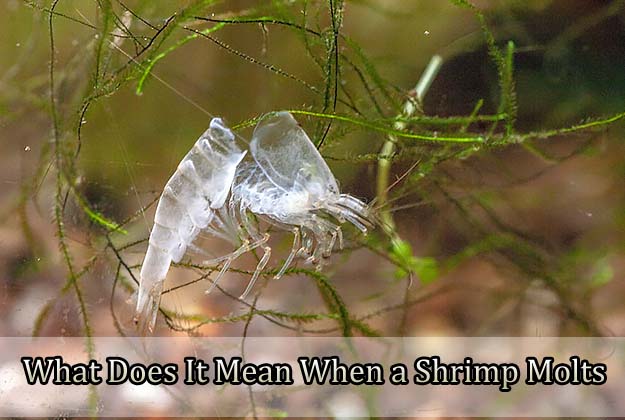 What Does It Mean When a Shrimp Molts