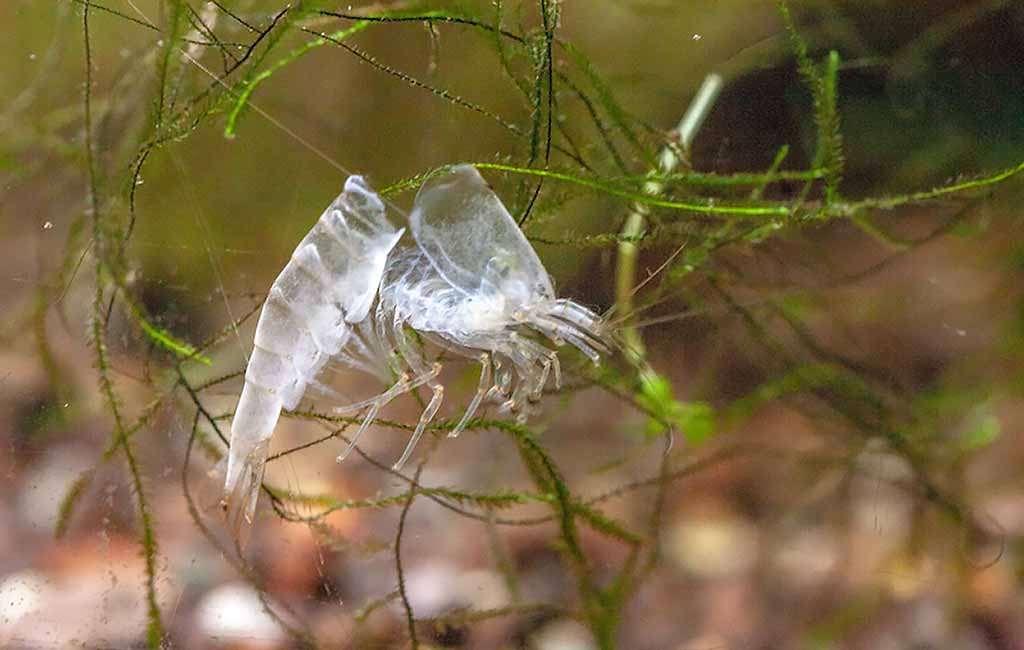 shrimp molting