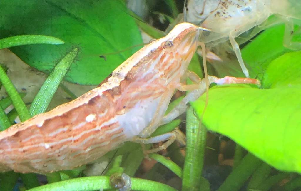how often do shrimp molt