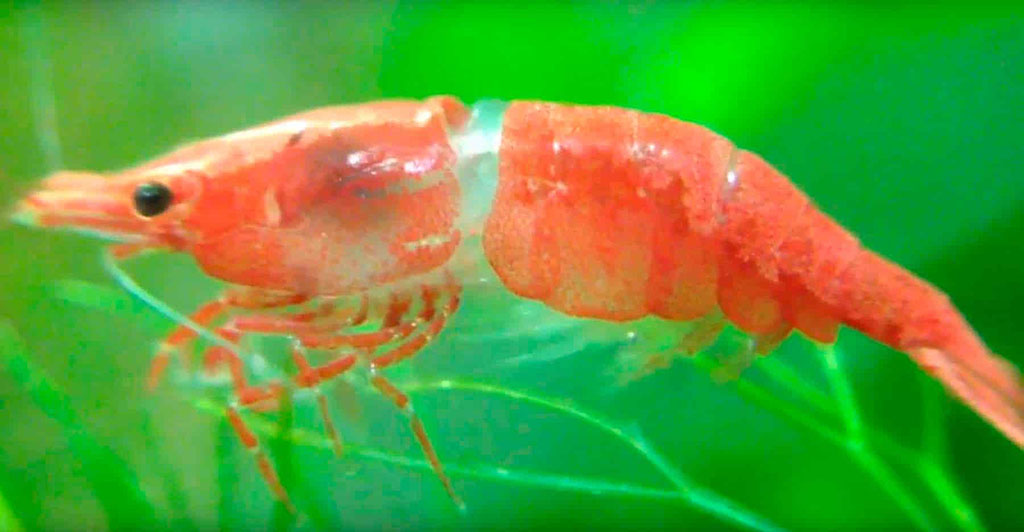 Facts about shrimp molting