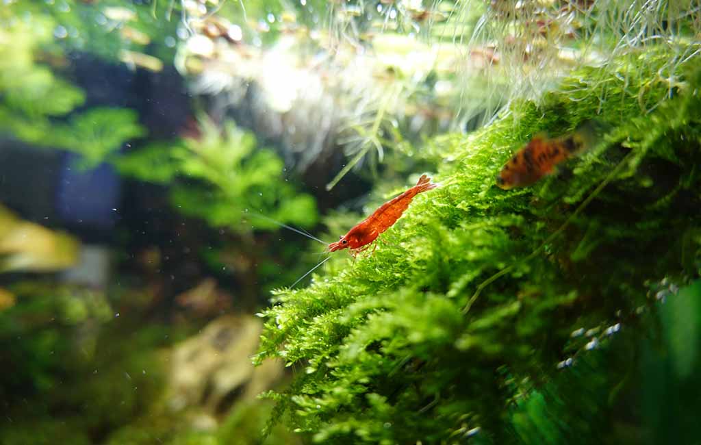 water parameters for shrimp