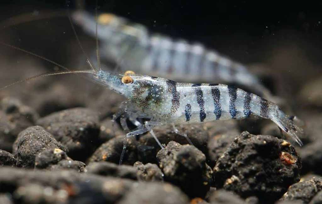 best water for shrimp