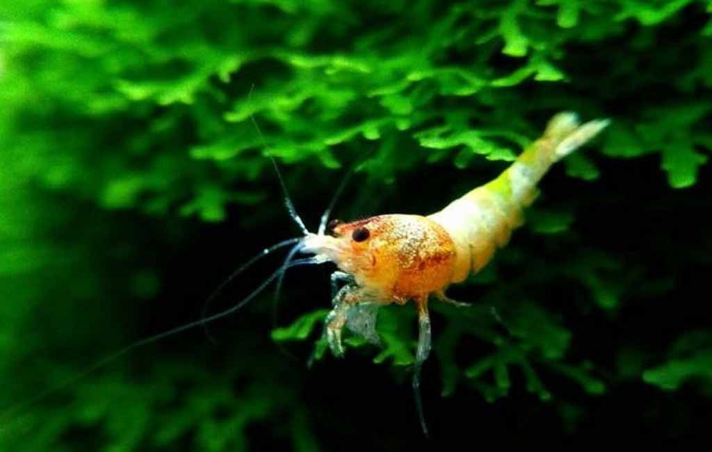 Prepare water for a shrimp tank
