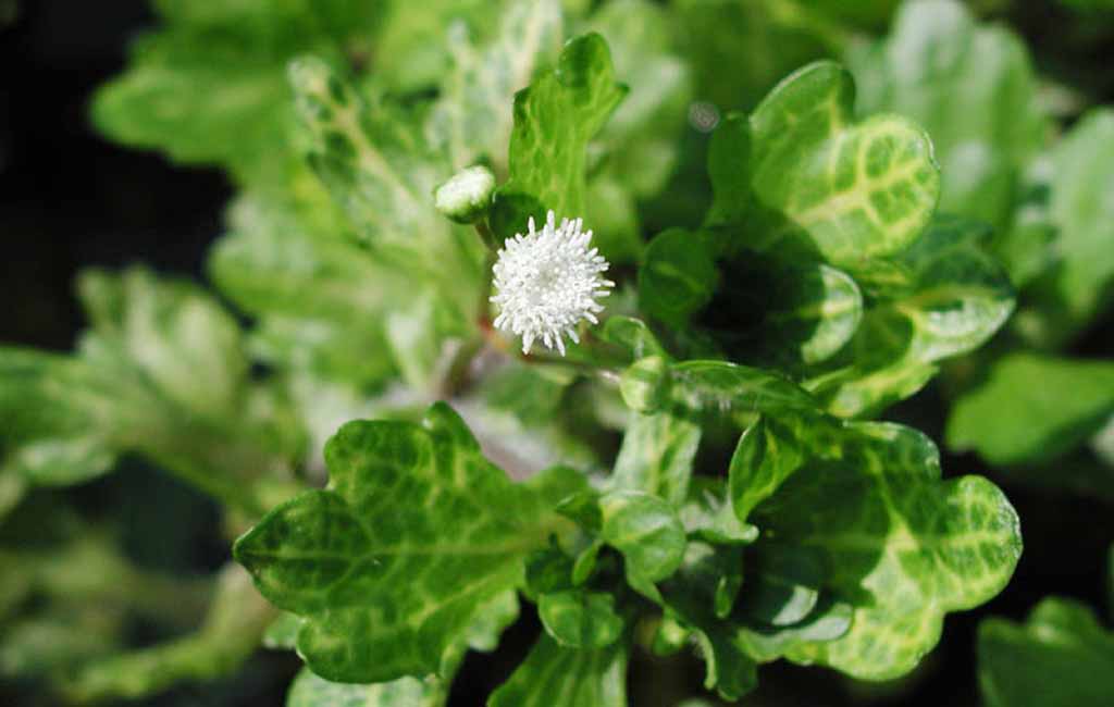 shinnersia rivularis 'Weiss-Grün'