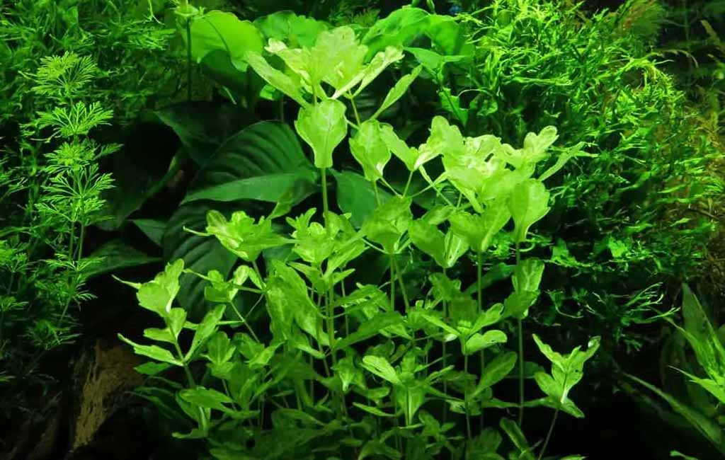 shinnersia rivularis aquarium plants