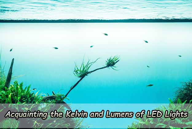 Acquainting the Kelvin and Lumens of LED Lights