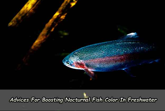 Advices For Boosting Nocturnal Fish Color In Freshwater