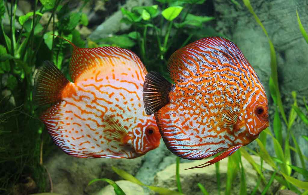 fish finicky care requirements