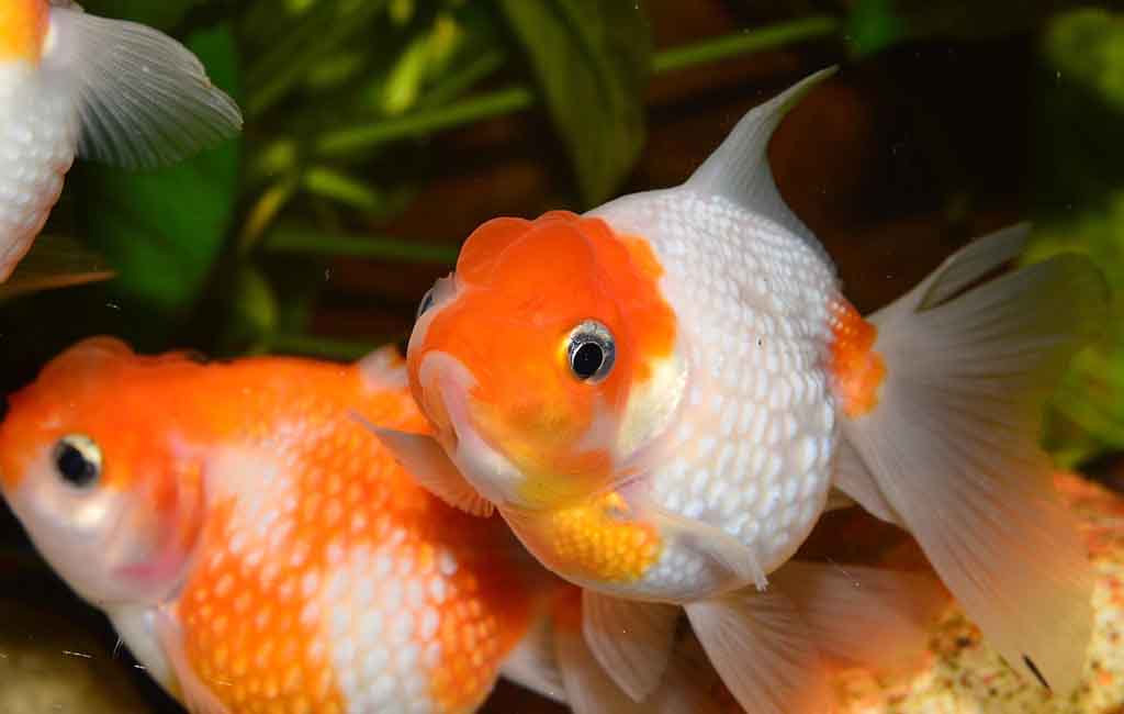 Hardest fish legend