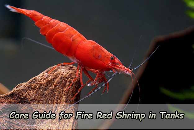 Care Guide for Fire Red Shrimp in Tanks