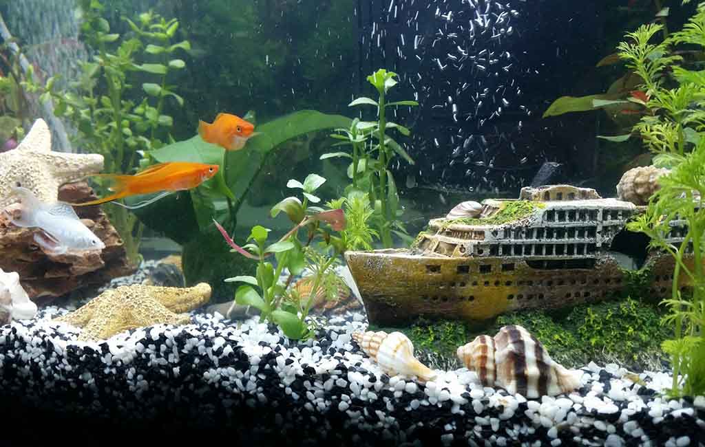 10-gallon fish tank