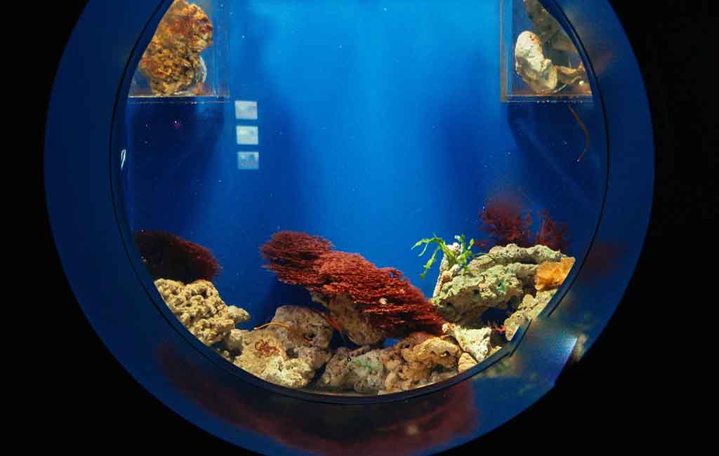 Change the water in a 10-gallon fish tank