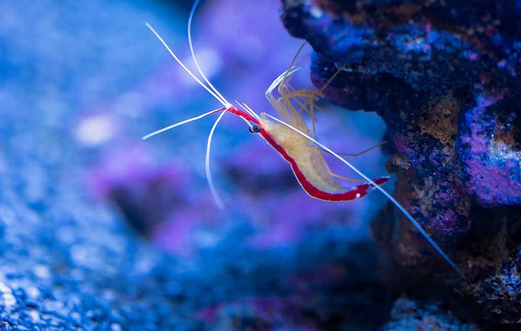 aquarium shrimp water