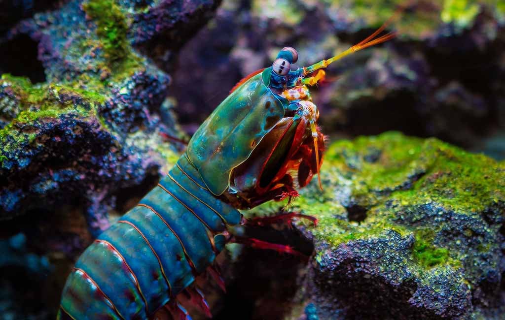 Prepare shrimp tank water