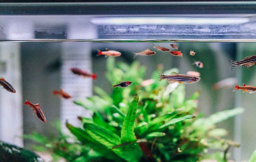 how many fish in a 10 gallon tank