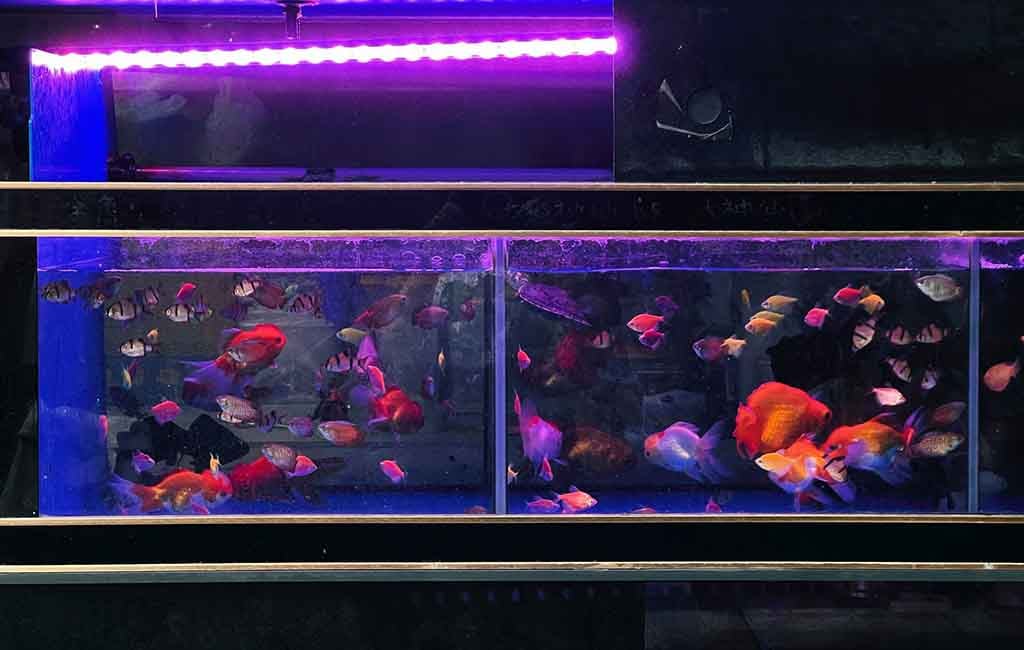 best fish for 10 gallon tank