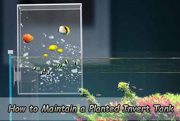 How to Maintain a Planted Invert Tank