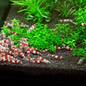 Aquarium soil for shrimp reproduction