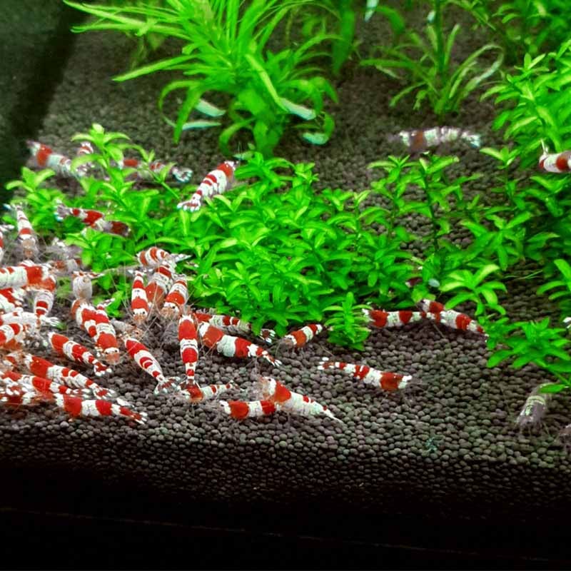 Aquarium soil for shrimp reproduction