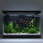 Enhance fish color with tank paper