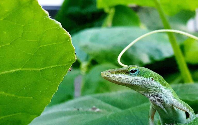 Semi-Aquatic Reptiles Spend Lives In Or Near Water – hygger
