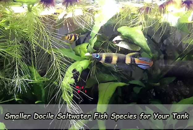 Smaller Docile Saltwater Fish Species for Your Tank