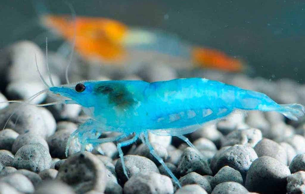 are blue velvet shrimp hardy