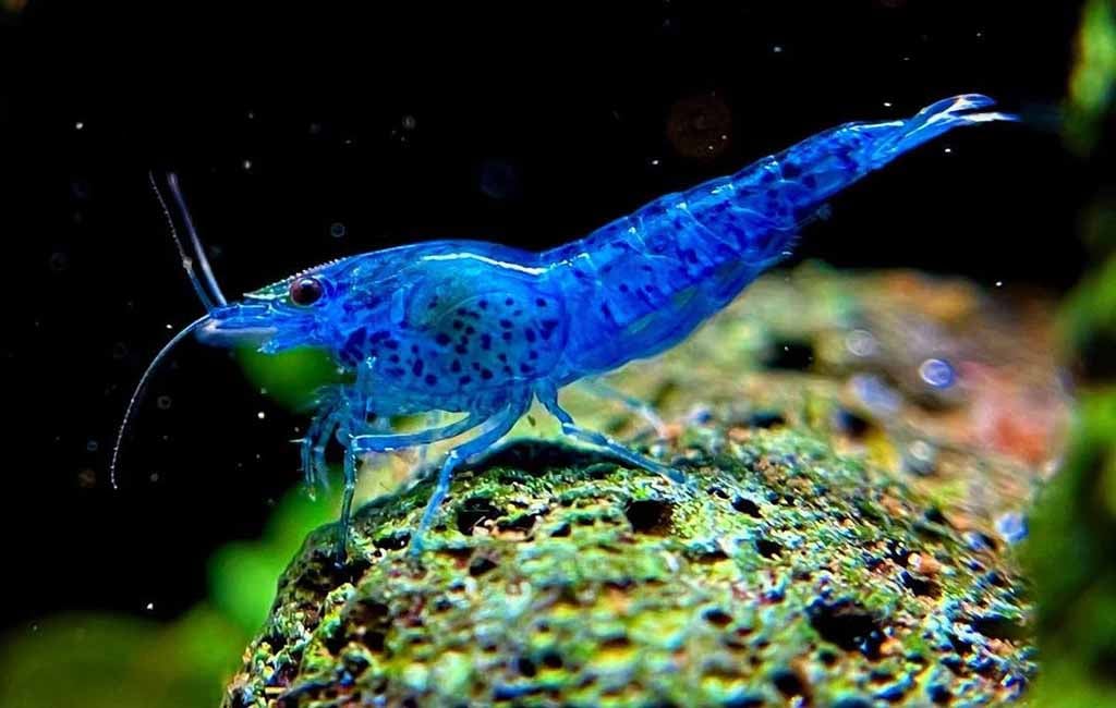blue velvet shrimp and filter