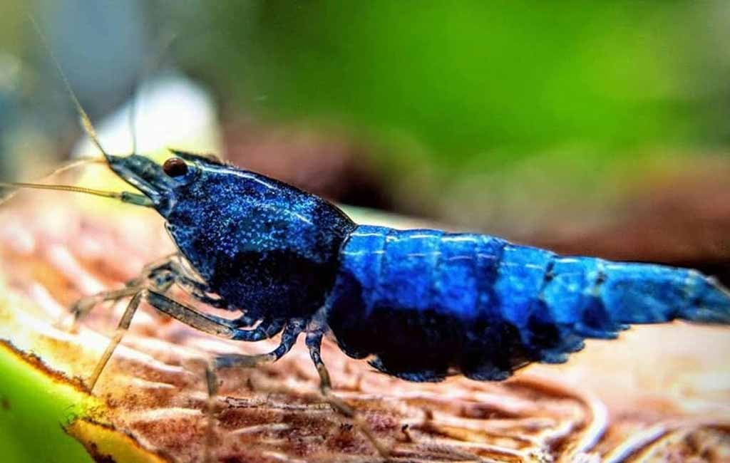 blue velvet shrimp care
