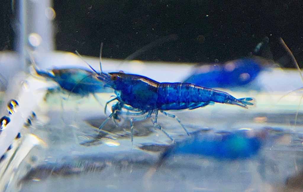 blue velvet shrimp breeding
