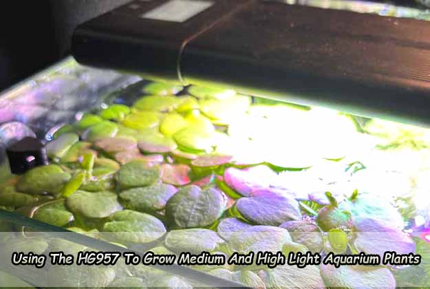 Using The hygger 957 To Grow Medium And High Light Aquarium Plants
