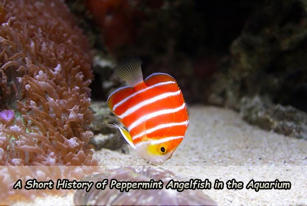 A Short History of Peppermint Angelfish in the Aquarium