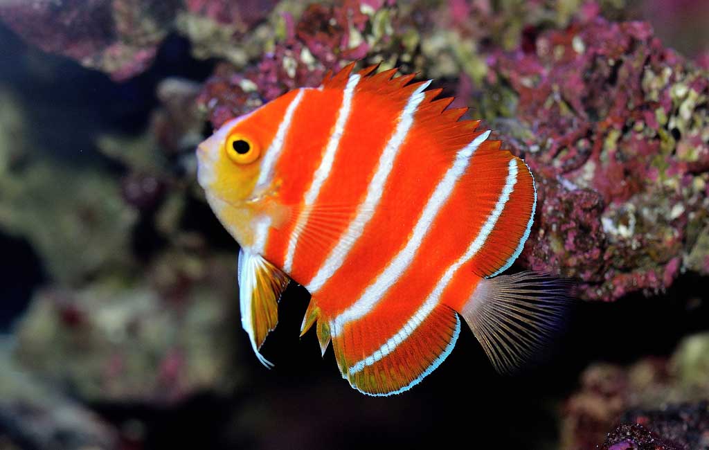 peppermint angelfish price