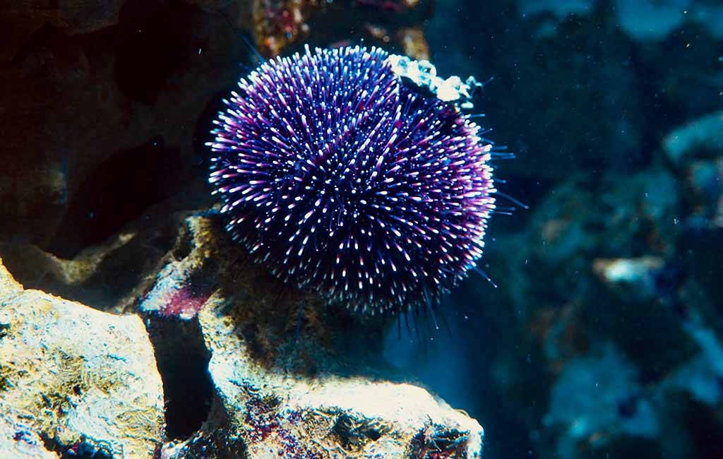 sea urchins