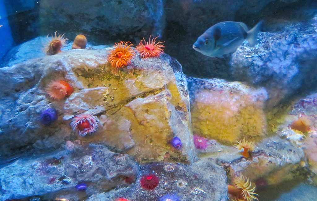 sea urchins aquarium 