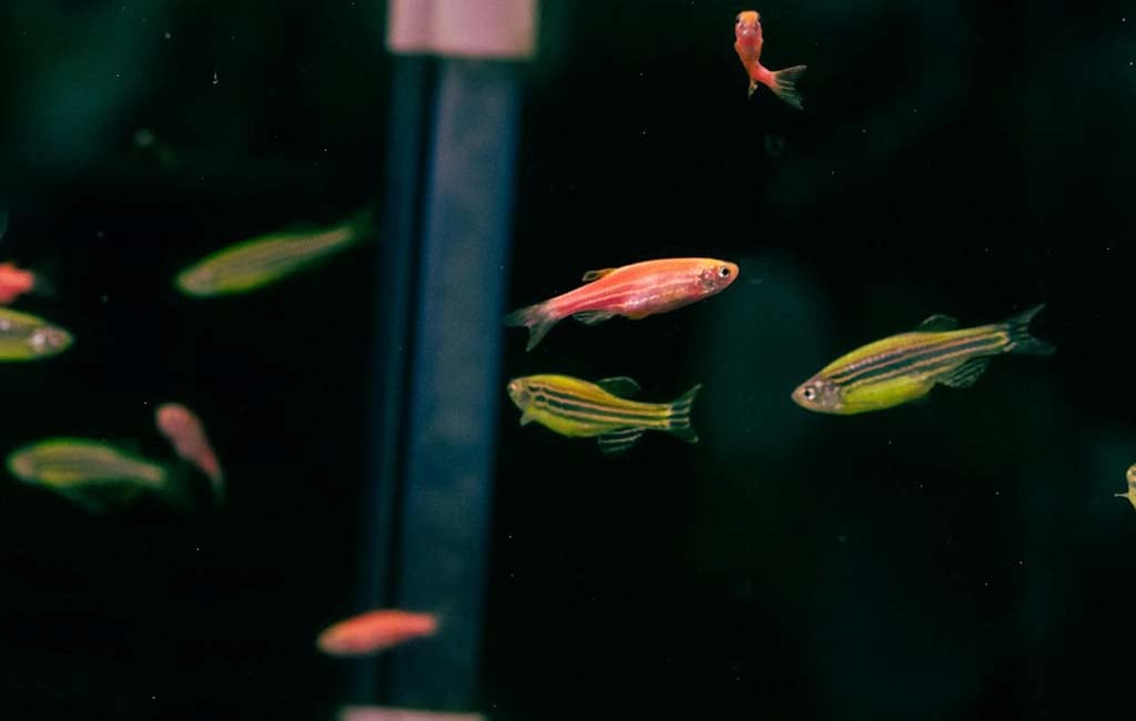 how to treat bent zebrafish