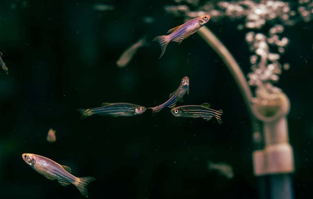 Recover the Bent Zebrafish