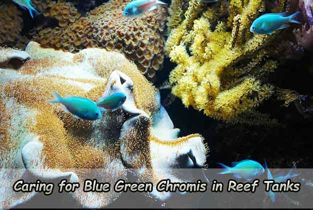 Caring for Blue Green Chromis in Reef Tanks