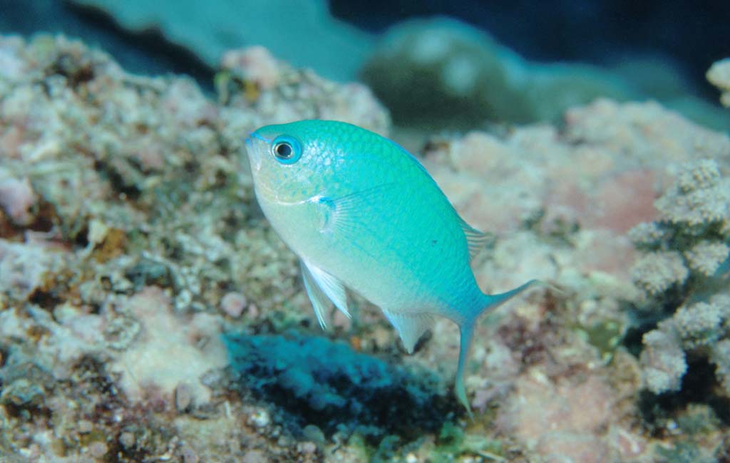 blue greenchromis