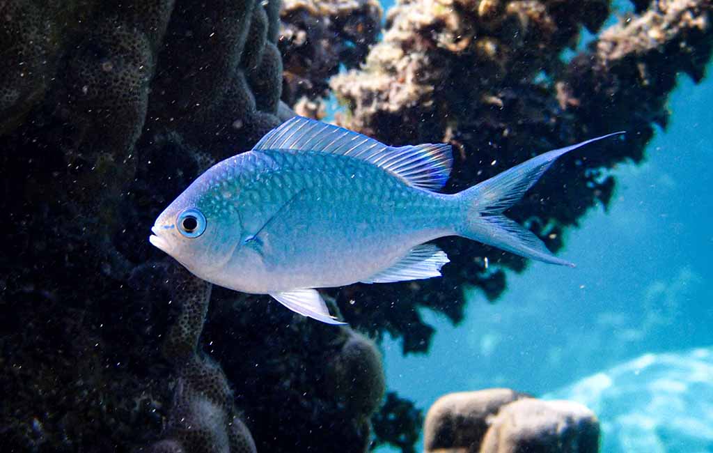 blue green chromis care