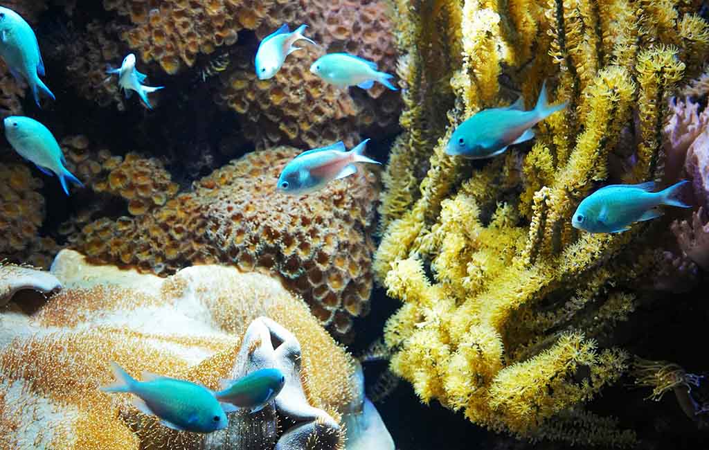 blue green chromis breeding