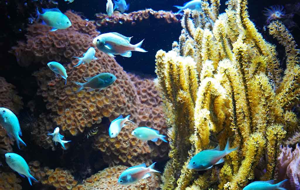 How Many Blue-Green Chromis