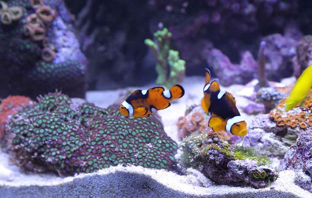 fish tank water circulator​