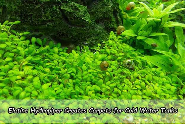 Elatine Hydropiper Creates Carpets for Cold Water Tanks