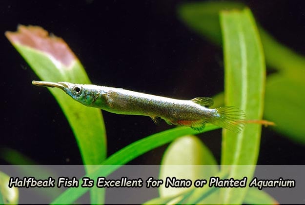 Halfbeak Fish Is Excellent for Nano or Planted Aquarium